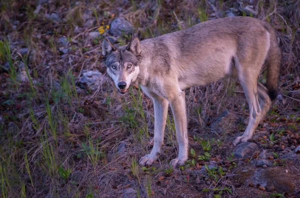 Grijze Wolf Wilde Natuur Jasper Canada — Stockfoto