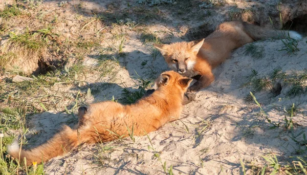 Vahşi Doğada Çimlerin Üzerinde Sevimli Kızıl Tilkiler — Stok fotoğraf