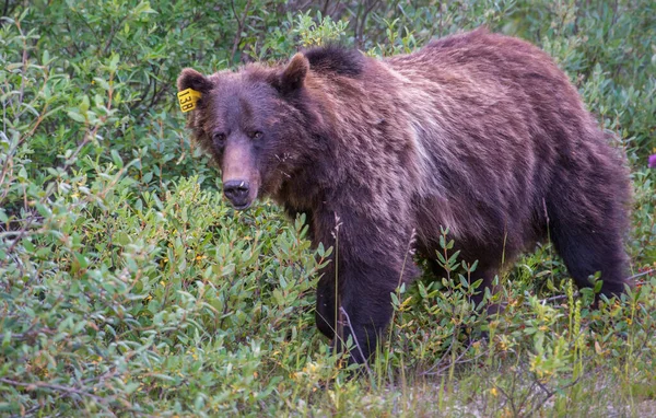 Grizzly Beer Canadese Wildernis — Stockfoto