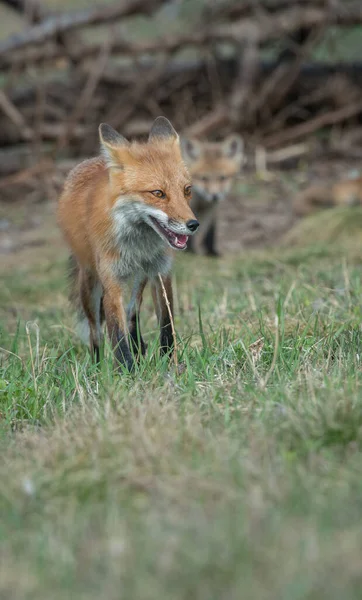 Mignon Renards Rouges Sur Herbe Parc — Photo