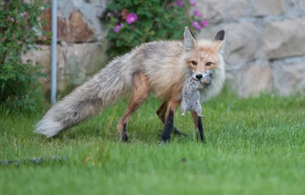 公園で草の上のかわいい赤いキツネ — ストック写真