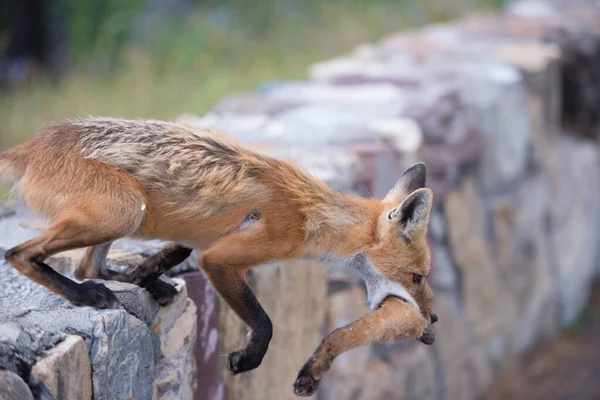 Carino Volpi Rosse Erba Parco — Foto Stock