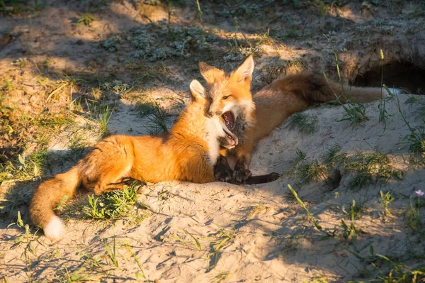 野生のヒキガエル — ストック写真