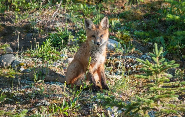 Carino Volpi Rosse Erba Parco — Foto Stock