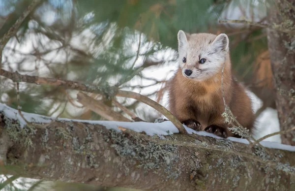 Pine Marten Sentado Árvore Banff National Park Alberta Canadá — Fotografia de Stock