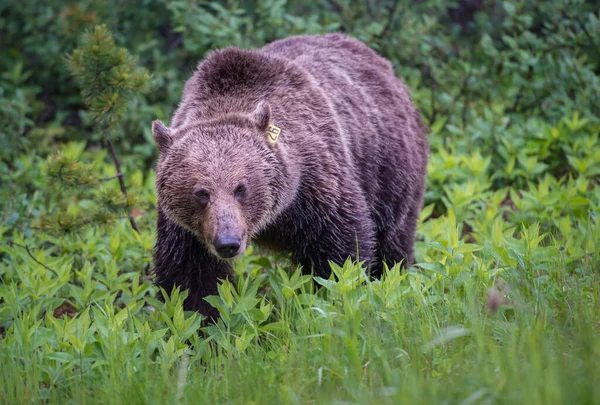 Medvěd Grizzly Kanadské Divočině — Stock fotografie