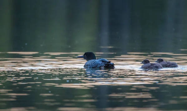 Famille Huards Canadiens Dans Les Montagnes Rocheuses Canadiennes — Photo