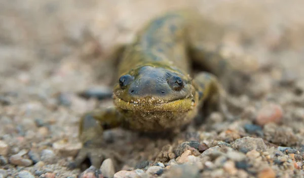 Salamandra Tigre Manitoba —  Fotos de Stock