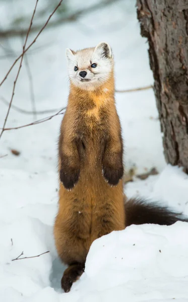 カナダのアルバータ州バンフ国立公園の雪の上を歩くパインマーテン — ストック写真