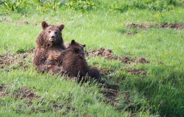 Medvěd Grizzly Divočině — Stock fotografie