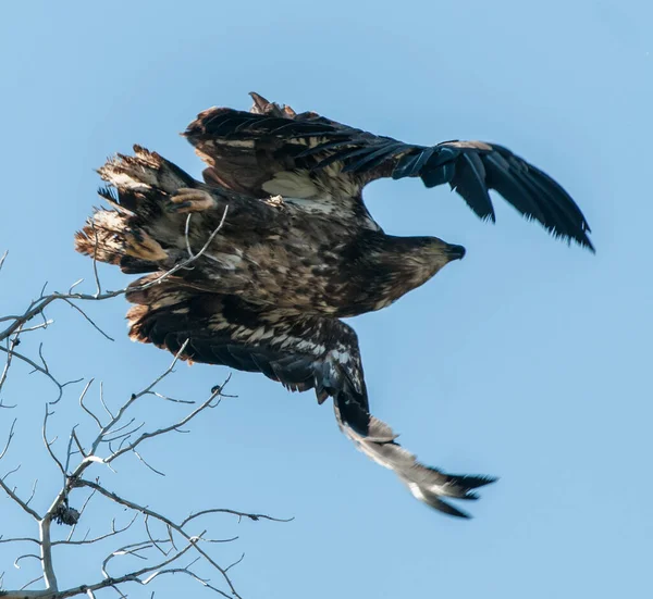 Águila Real Naturaleza —  Fotos de Stock