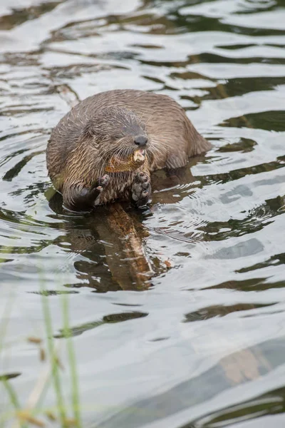 Close Lontra Selvagem Natureza — Fotografia de Stock