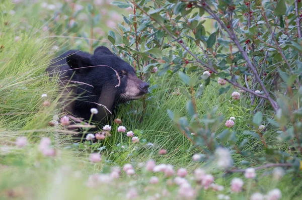 Black Bear Wild — Stock Photo, Image