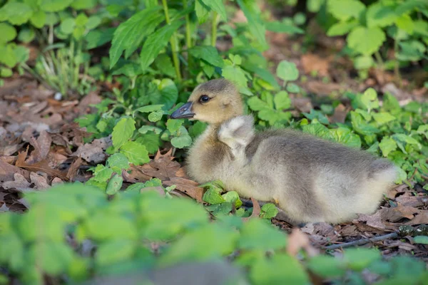 Gosling Dans Nature — Photo