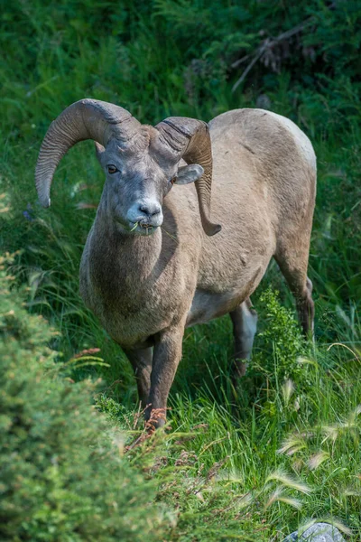 Bighorn Ovce Divočině — Stock fotografie