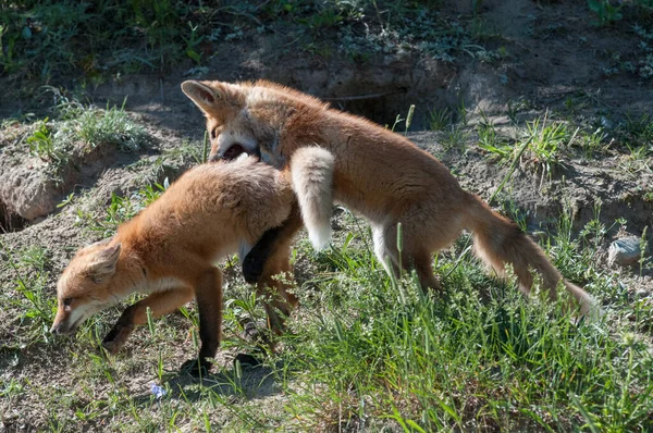 Rödräv Naturen — Stockfoto