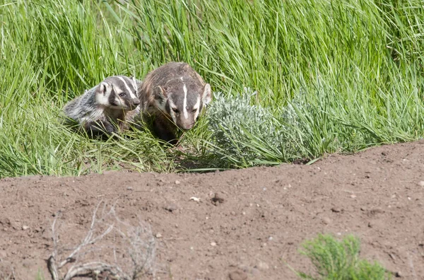 Das Het Wild — Stockfoto