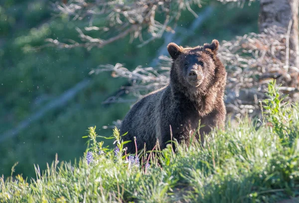 Medvěd Grizzly Divočině — Stock fotografie