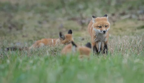 カナダのレッドフォックス — ストック写真