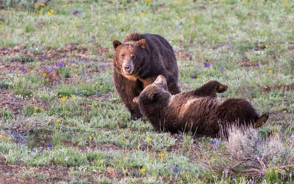 Grizzly Beer Het Wild — Stockfoto