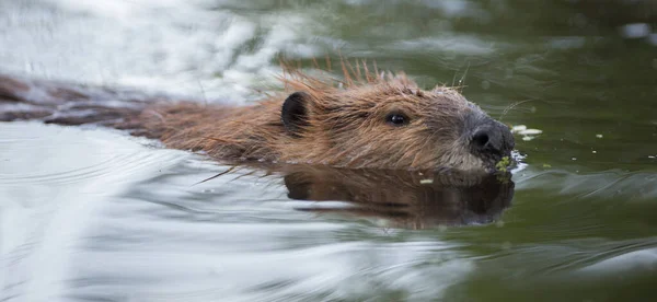 Castoro Natura — Foto Stock