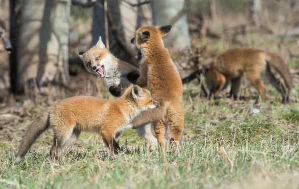 野生の自然の中で草の上にかわいい赤いキツネ — ストック写真