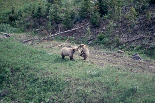 Urso Pardo Natureza — Fotografia de Stock