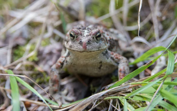 野生のヒキガエル — ストック写真