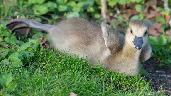 Gosling Dans Nature — Photo