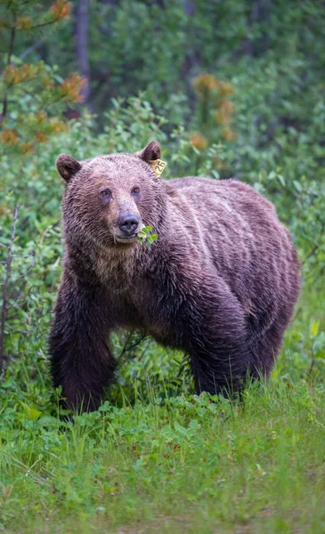 Grizzly Orso Nel Deserto Canadese — Foto Stock