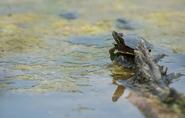 Tortuga Pintada Naturaleza — Foto de Stock