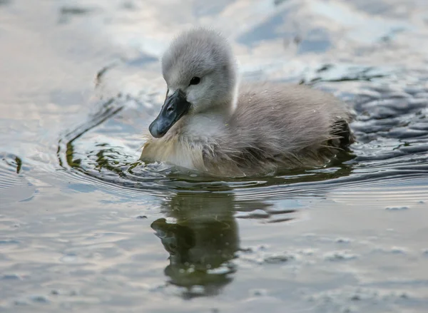 Schwäne Und Signets Frühling — Stockfoto