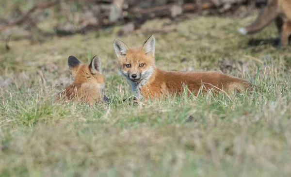 Carino Volpi Rosse Erba Parco — Foto Stock