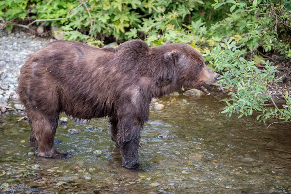 Niedźwiedź Grizzly Dziczy — Zdjęcie stockowe