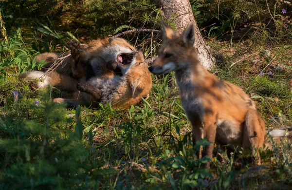 Rode Vos Het Wild — Stockfoto