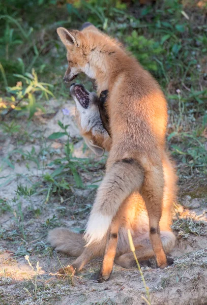 Rotfuchs Freier Wildbahn — Stockfoto