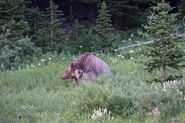 Grizzly Beer Het Wild — Stockfoto