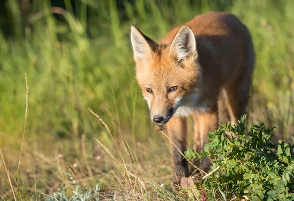 Mignon Renards Rouges Sur Herbe Parc — Photo