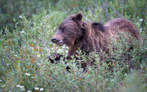 Grizzly Medve Kanadai Vadonban — Stock Fotó