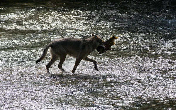 Прибрежный Волк Рыбачит Реке — стоковое фото
