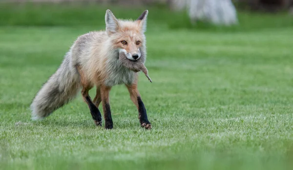 Mignon Renards Rouges Sur Herbe Parc — Photo