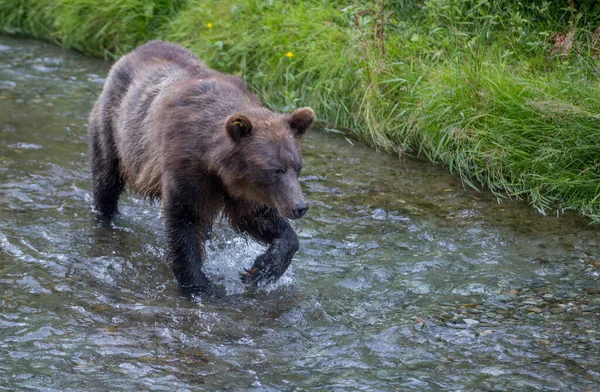 Vahşi Doğada Boz Ayı — Stok fotoğraf