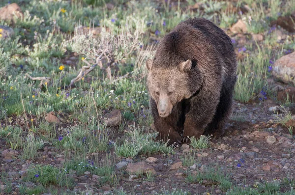 Niedźwiedź Grizzly Dziczy — Zdjęcie stockowe