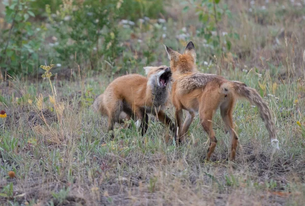 Mignon Renards Rouges Sur Herbe Parc — Photo