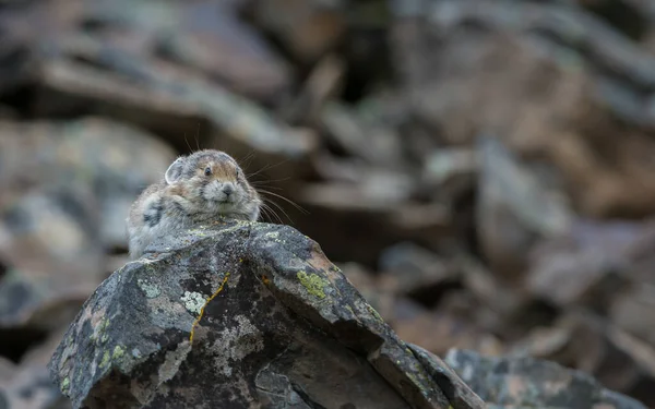 Pika Ameaçada Kananaskis Alberta Canadá — Fotografia de Stock