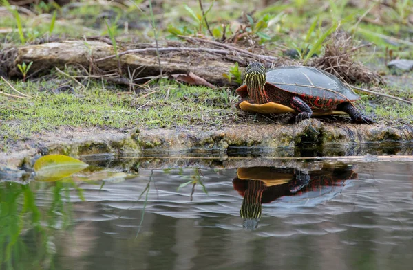 Painted Turtle Wild — Stock Photo, Image