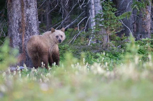 Urso Pardo Natureza — Fotografia de Stock