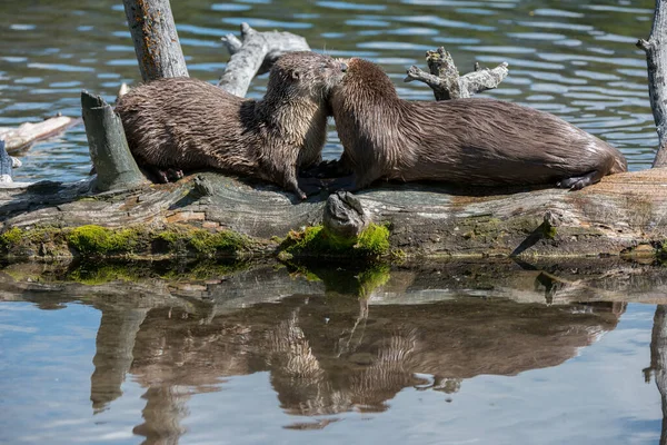 Nahaufnahme Wilde Fischotter Der Natur — Stockfoto