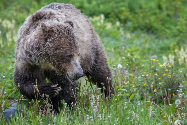 Medvěd Grizzly Kanadské Divočině — Stock fotografie