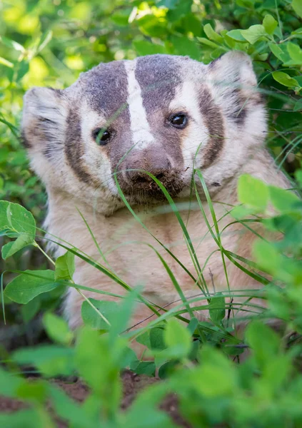 American Badger Wild Nature — Stock Photo, Image